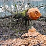 Activitatea castorilor în construirea barajelor