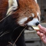 Hrana și comportamentul unui panda roșu