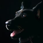 Ce faci dacă apar reacții după deparazitare