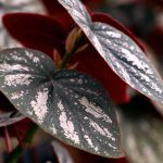 Făinarea plantelor: cum o recunoști și cum acționezi