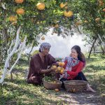 Cum se pregătește terenul pentru pomi fructiferi