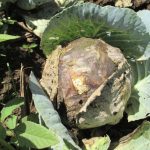 Putrezirea unei varze chinezesti – Botrytis si solutii eficiente